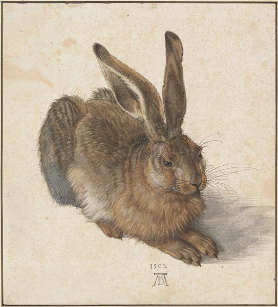 Le Lièvre, 1502 - Albrecht Dürer