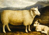 A Cheviot Lamb (from Attonburn, Roxburghshire) - William Shiels