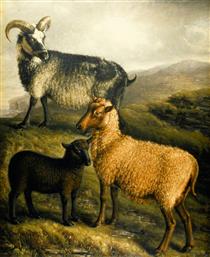 Orkney and Shetland Sheep - William Shiels
