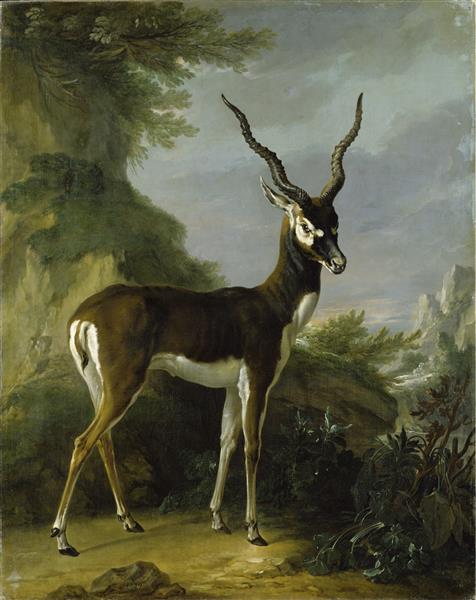 Indian Blackbuck, 1739 - Jean-Baptiste Oudry