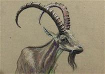 Nubian Ibex - Iman Shaggag