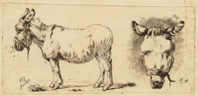 A donkey, plagued by flies and a donkey's head seen from the front, 1834 - Johan Lundbye