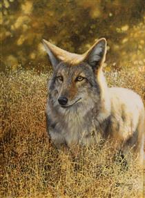 coyote in a field of grass - Bonnie Maris