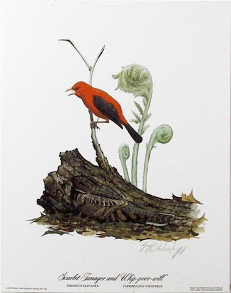 Scarlet Tanager & Whippoorwill - Guy Joseph Coheleach