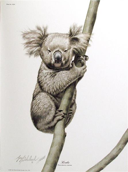 Koala Bear - Guy Joseph Coheleach