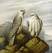 Gyr Falcons On A Rocky Ledge - Joseph Wolf