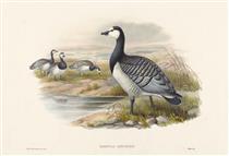Barnacle Goose (Bernicla Leucopsis) - Joseph Wolf