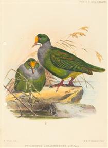 Two Birds (Ptilonopus Auranthfrons) - Joseph Wolf