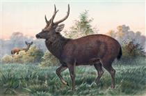 Swinhoe’s Deer - Joseph Wolf