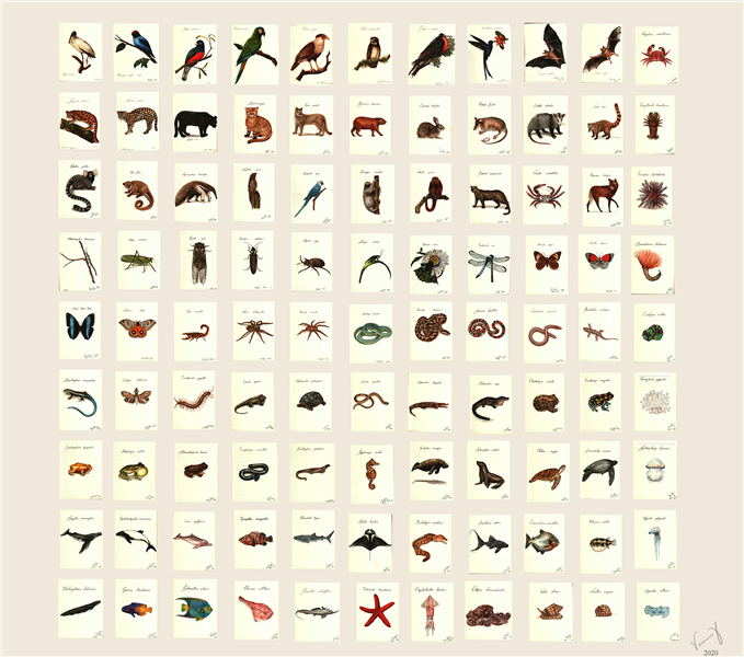 100 species of the brazilian fauna (Full series assemble), 2020 - Vannie Gama
