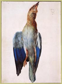 Dead Bluebird - Albrecht Durer