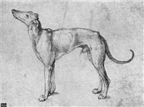 Greyhound - Albrecht Durer