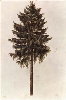 Pine - Albrecht Dürer