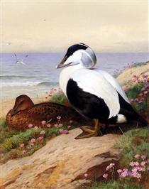 Common Eider Ducks - Archibald Thorburn