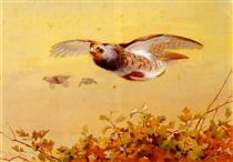 English Partridge In Flight - Арчибальд Торберн