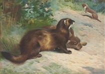 European polecat defending a rabbit carcass from a least weasel - Archibald Thorburn