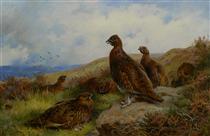 Red Grouse Packing - Archibald Thorburn