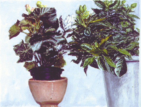 Begonias and Gardenias, 1991 - Avigdor Arikha