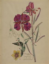Willow Herb, Buxstead - Charles Rennie Mackintosh