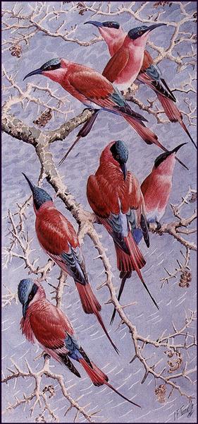 Carmine Bee Eaters - Charles Tunnicliffe
