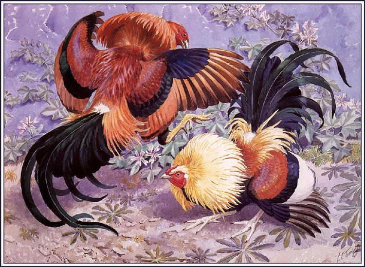 Sparring Cockerels - Charles Tunnicliffe