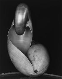 Shell - Edward Weston