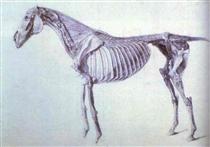 Diagram from The Anatomy of the Horse - Джордж Стаббс