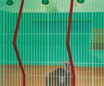 Orang-Outang derrière la grille - Gilles Aillaud