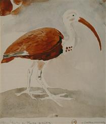 Ibis - Gustave Moreau