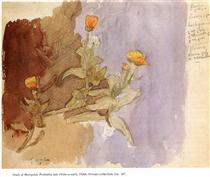 Study of Marigolds - Гвен Джон