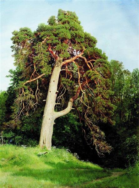 Pine. Merikyul, 1894 - Ivan Chichkine
