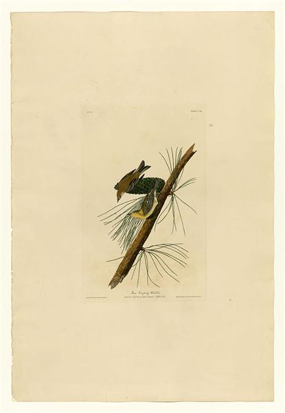 Plate 140 Pine Creeping Warbler - John James Audubon