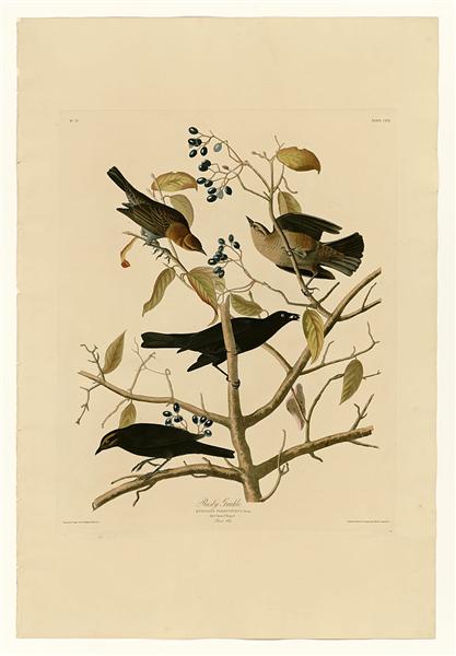 Plate 157 Rusty Grakle - John James Audubon