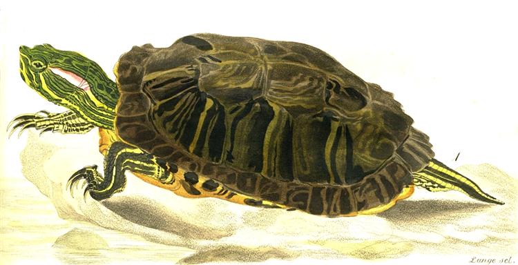Painting of Trachemys scripta elegans (Wied), 1865 - Карл Бодмер