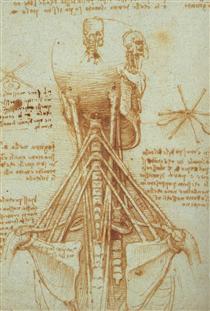Anatomy of the Neck - Léonard de Vinci