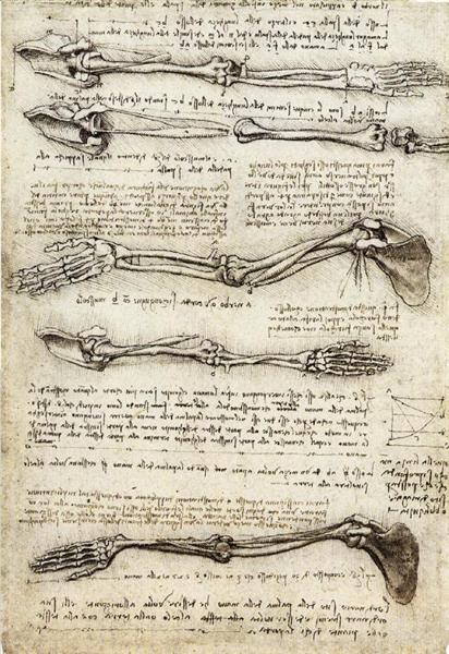 Studies of the Arm showing the Movements made by the Biceps, c.1510 - Léonard de Vinci