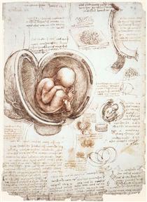 Studies of the foetus in the womb - Леонардо да Вінчі