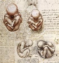 Views of a Foetus in the Womb.jpg - Léonard de Vinci