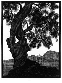 Old Olive Tree, Corsica - M.C. Escher