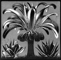 Palm - M. C. Escher
