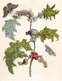 from Metamorphosis insectorum Surinamensium - Anna Maria Sibylla Merian