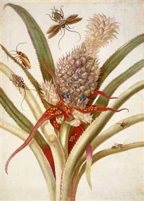 Pineapple and cockroaches - Maria Sibylla Merian