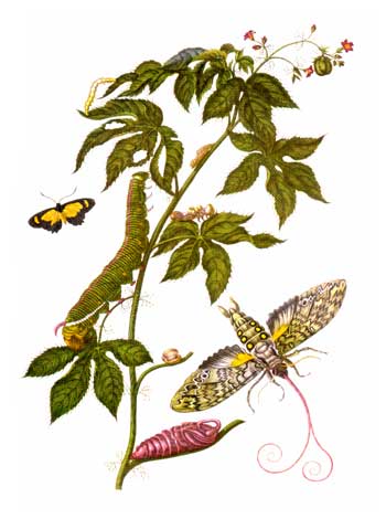 Plate showing stages of Cocytius antaeus, from Metamorphosis insectorum Surinamensium - Maria Sibylla Merian