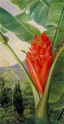 Banana, American Aloe and Cypress in a Garden, Java - Marianne North