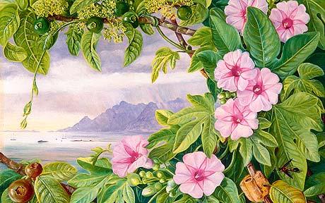 Ipomoea and Vavangue with Mahe Harbour in the distance - Marianne North