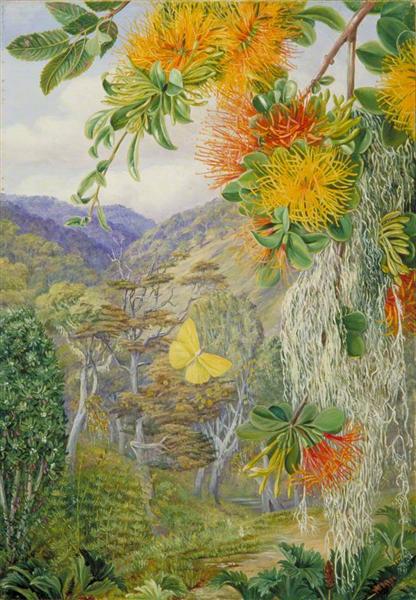 Parasites on Beech Trees, Chili, 1880 - Marianne North