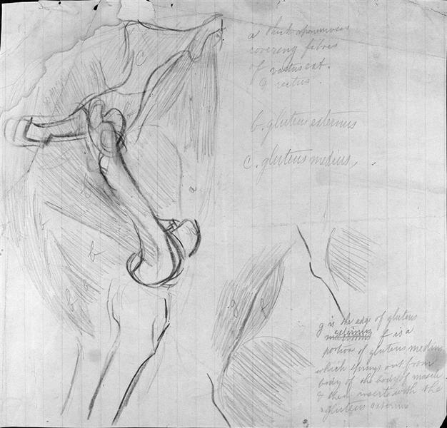 Anatomical drawing - Томас Икинс