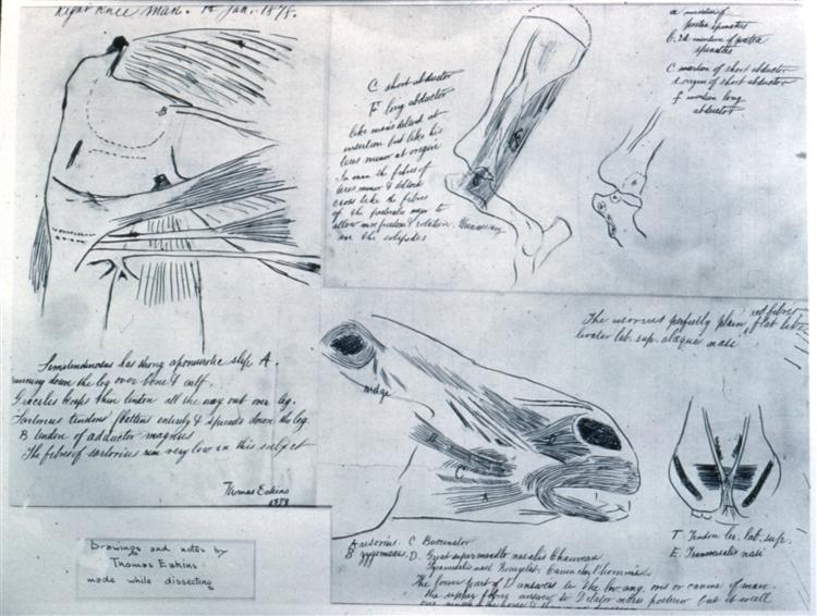Anatomical studies, c.1879 - Thomas Eakins