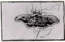 Death's Head Moth - Vincent van Gogh