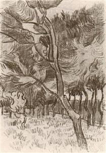 Pine Trees in the Garden of the Asylum - Vincent van Gogh